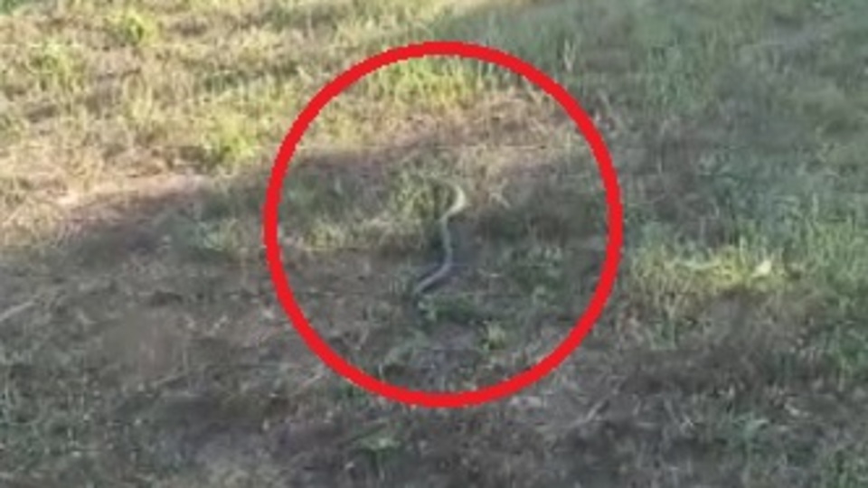 Aşırı sıcaklar arttı! Uzmanından 'yılan ısırığı' uyarısı!