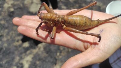 Görenler şoke oldu! 20 santimlik etçil çekirge!