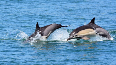 Karadeniz'in yarısında 225 bin yunus tespit edildi
