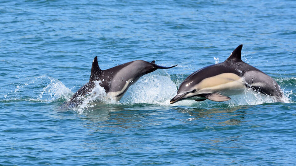 Karadeniz'in yarısında 225 bin yunus tespit edildi