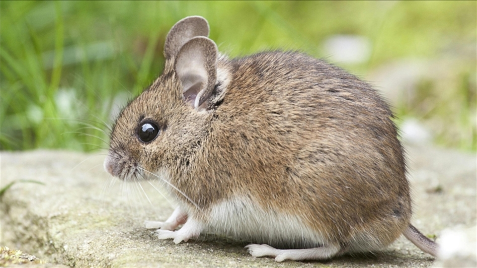 Farelerdeki duyma yetisi normalüstüne çıkarıldı