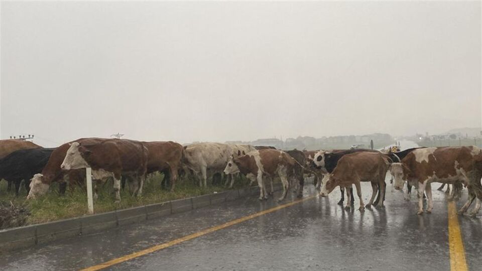 Meraya yıldırım düştü! 10 büyükbaş öldü