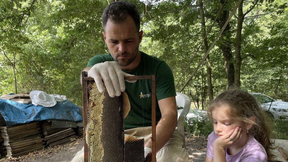 Kovanından yeşil bal çıktı! Nedeni şoke etti!