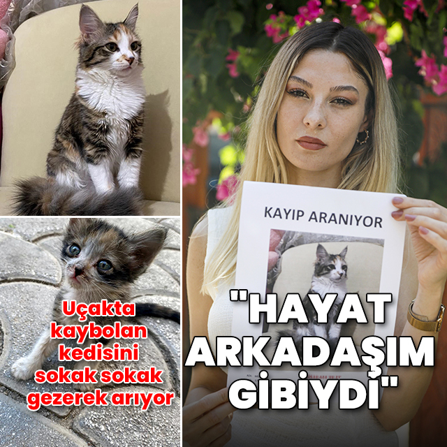 Sokak sokak gezerek "hayat arkadaşını" arıyor