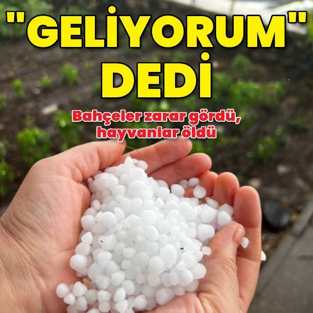 Su bastı, bahçeler zarar gördü, hayvanlar öldü