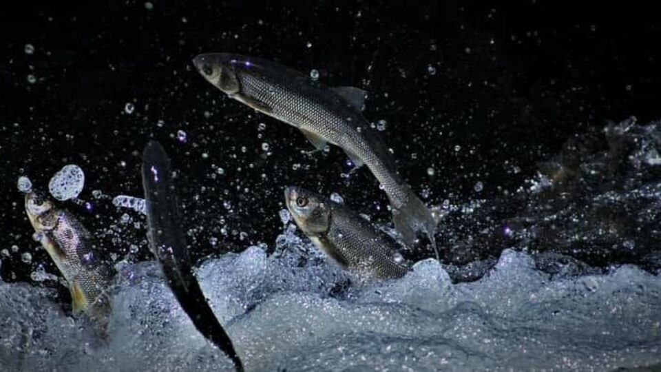 69 ton inci kefali ele geçirildi!