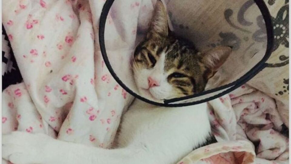 Kediyi 4.kattan attı! 3 yıl hapsi istendi