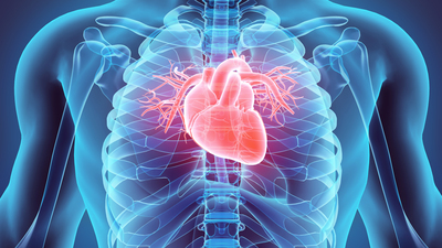 Aşırı sıcaklarda kalp ve damar sağlığına dikkat!