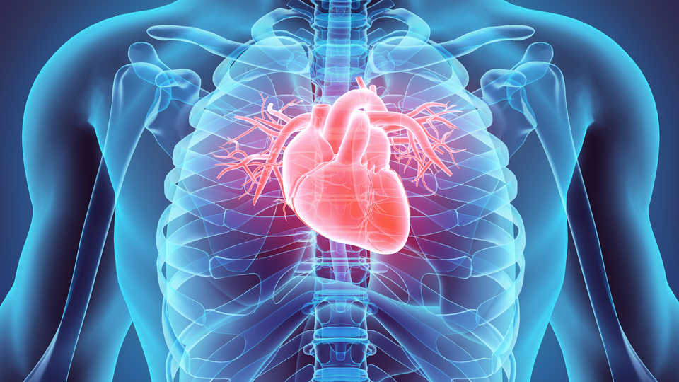 Aşırı sıcaklarda kalp ve damar sağlığına dikkat!