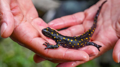 Dinozorlardan 40 milyon yıl önce yaşamış