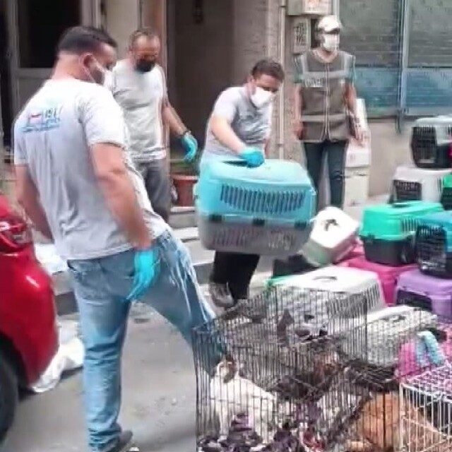Kötü koku ihbarıyla ortaya çıktı: Şişli'de 85 kediye kafes hapsi