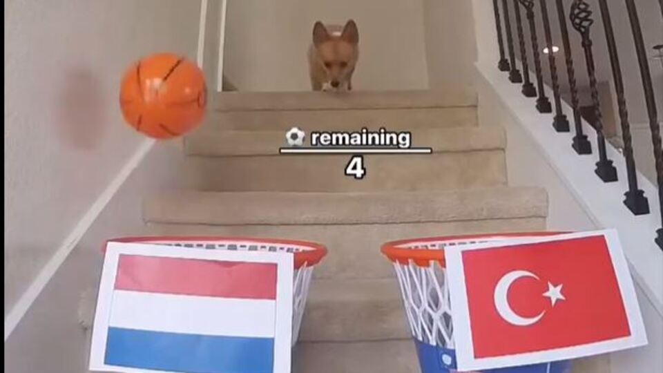 "Kahin köpek" Furry'den yeni tahmin!