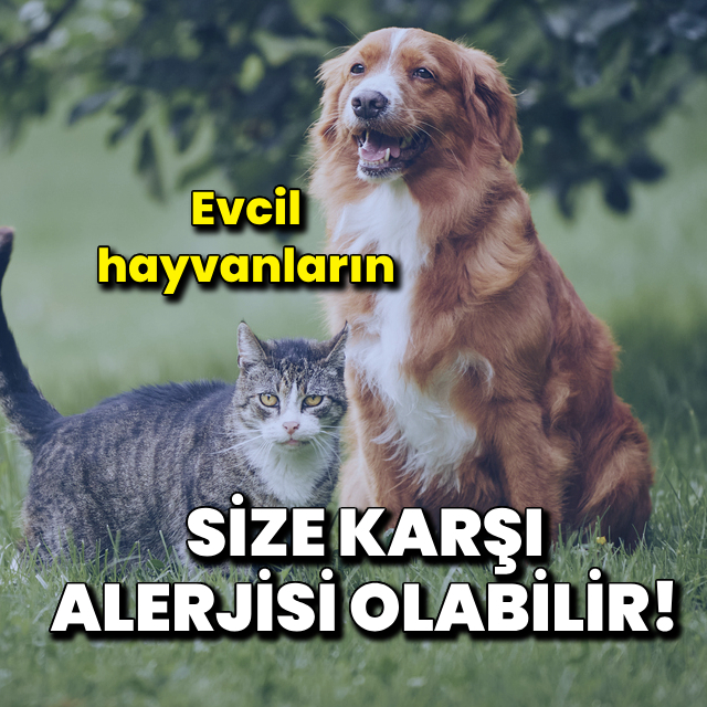 Evcil hayvanlarınızın size karşı alerjisi olabilir!