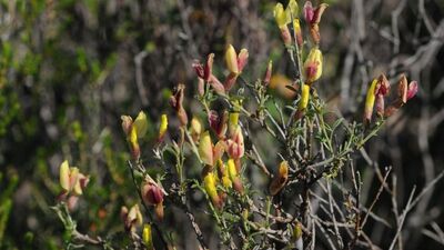 İzmir'de keşfedildi, literatüre kazandırıldı