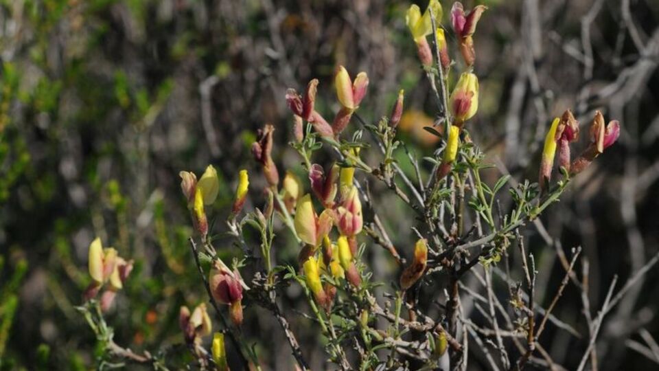 İzmir'de keşfedildi, literatüre kazandırıldı