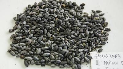 Chia tohumu nasıl yenir, tüketilir?