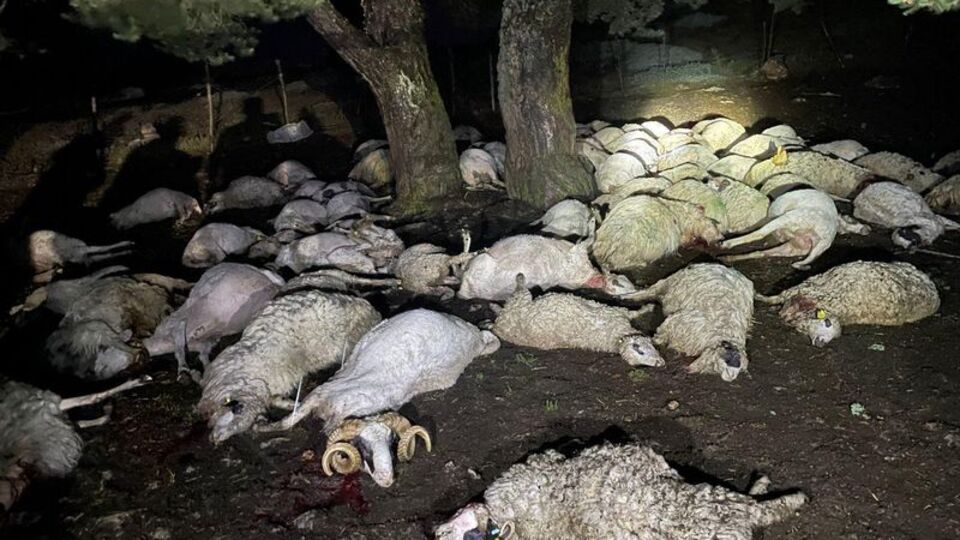Ağaca yıldırım düştü! 76 koyun öldü