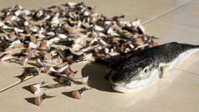 5 yılda 200 bin 526'sı avlandı! Sonuç korkuttu!