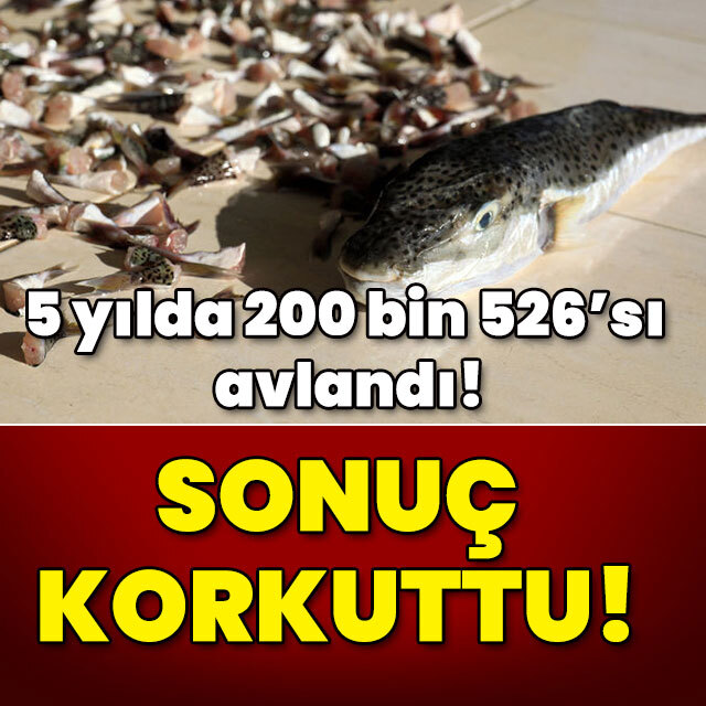 5 yılda 200 bin 526'sı avlandı! Sonuç korkuttu!