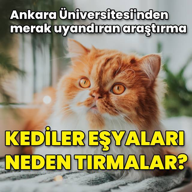 Kediler eşyaları neden tırmalar?
