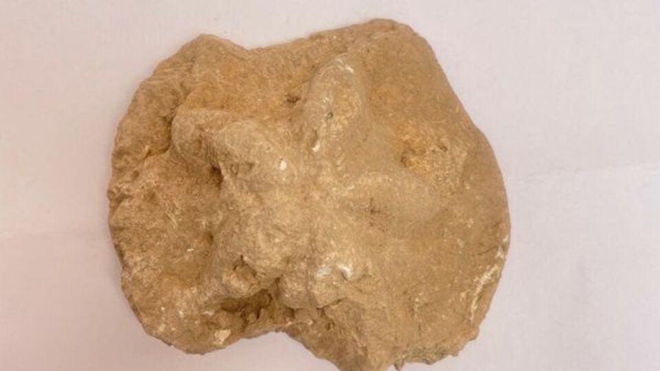 5 kollu fosil heyecanı... Diyarbakır'da çıkarıldı