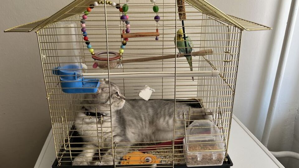 Avla avcı aynı kafeste!