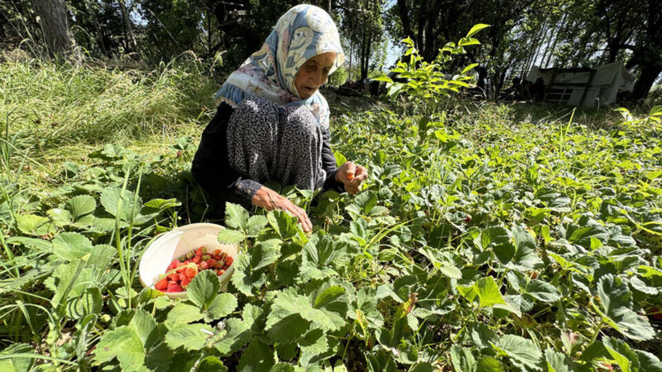 Asırlık İmoş nine bahçesinden kopamıyor