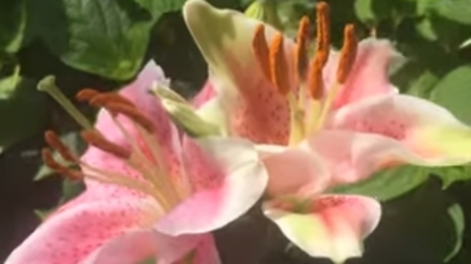 Pembe lilyumun anlamı nedir?