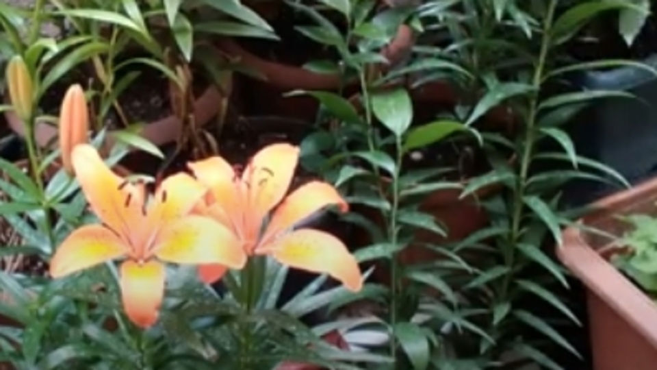 Turuncu lilyumun anlamı nedir?