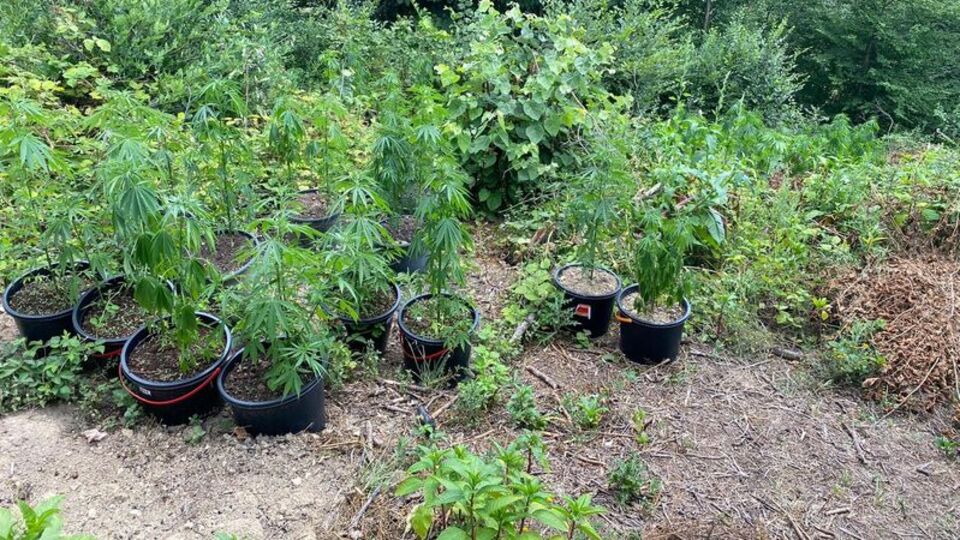 Fındık bahçesinde Hint keneviri yetiştirirken yakalandı