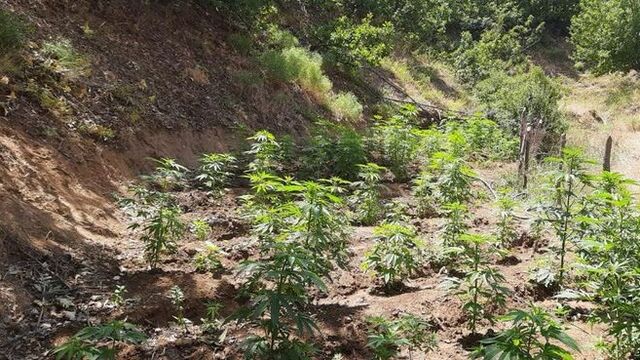 Bingöl'de 2 bin 200 kök Hint keneviri ele geçirildi