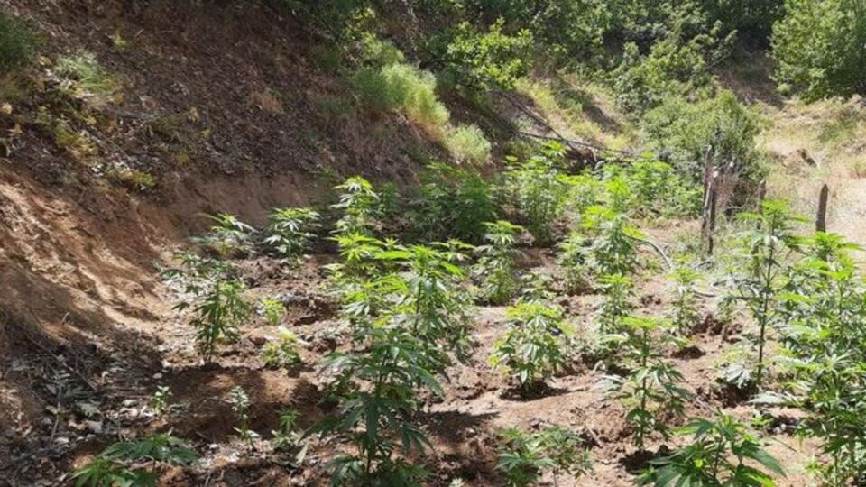 Bingöl'de 2 bin 200 kök Hint keneviri ele geçirildi