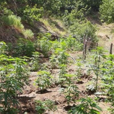 Bingöl'de 2 bin 200 kök Hint keneviri ele geçirildi