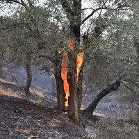 7 ilde orman ve örtü yangını