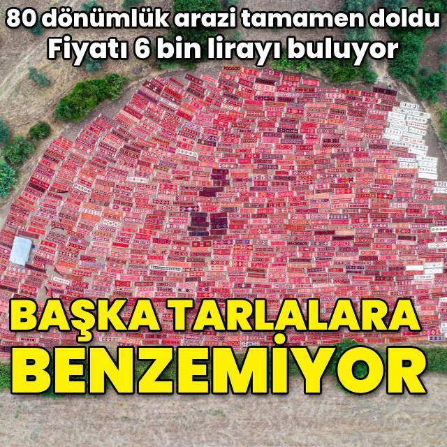 Fiyatı 6 bin lirayı buluyor! Başka tarlalara benzemiyor