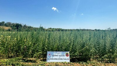 Milyonluk kenevir tarlası bulundu