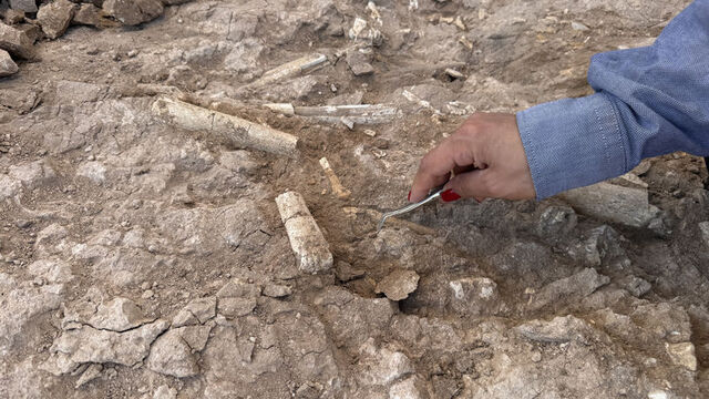 Çoban bulduktan sonra başlatıldı! Çeşitliliği dikkati çekiyor