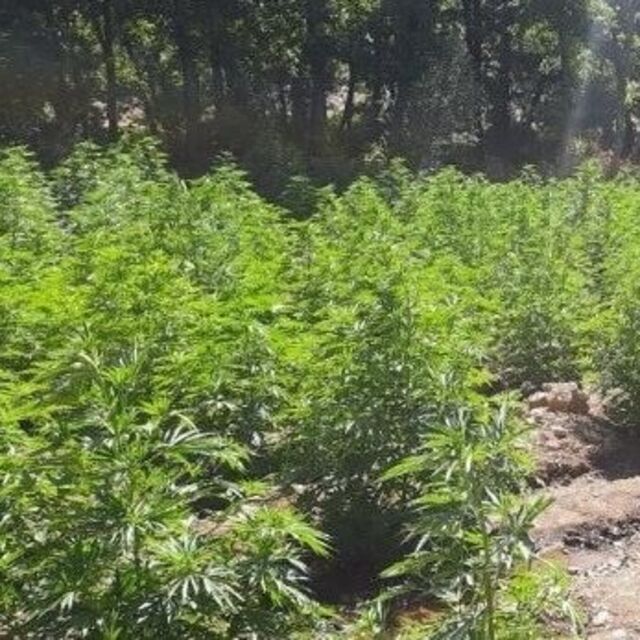 Bingöl'de 2 kilogram esrar ele geçirildi