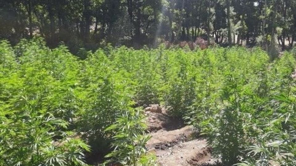 Bingöl'de 2 kilogram esrar ele geçirildi