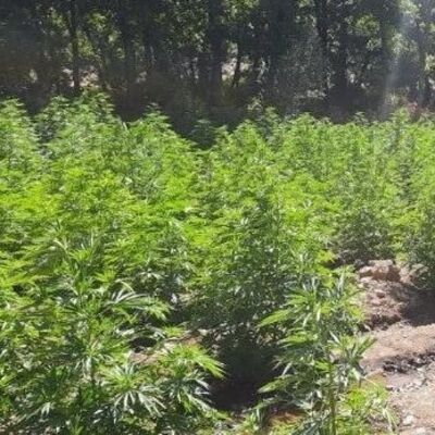 Bingöl'de 2 kilogram esrar ele geçirildi