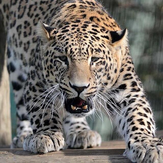 Laboratuvara leopar girdi