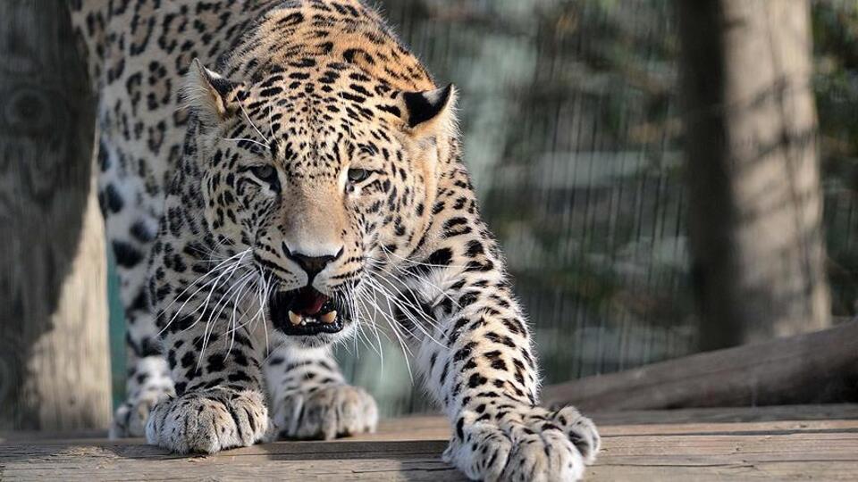 Laboratuvara leopar girdi