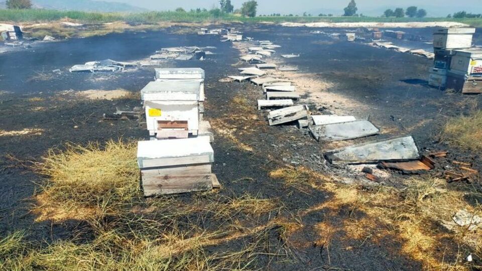 Ot yangınında 250 kovan kül oldu