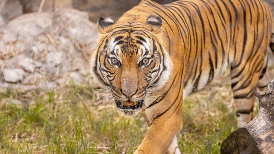 Doğada sayıları 150'nin altına düştü... Nesli tehlikede
