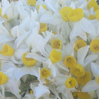 Fulya çiçeğinin anlamı nedir?