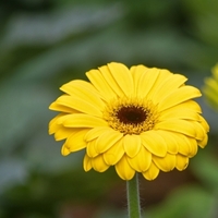 Gerbera çiçeğinin anlamı nedir?