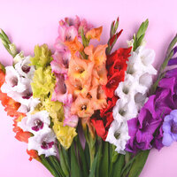 Glayöl çiçeklerinin anlamı nedir?