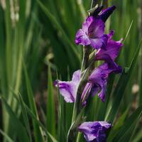Mor glayölün anlamı nedir?