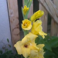 Sarı glayölün anlamı nedir?