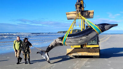 Dünyanın 'en nadir' balinası karaya vurdu
